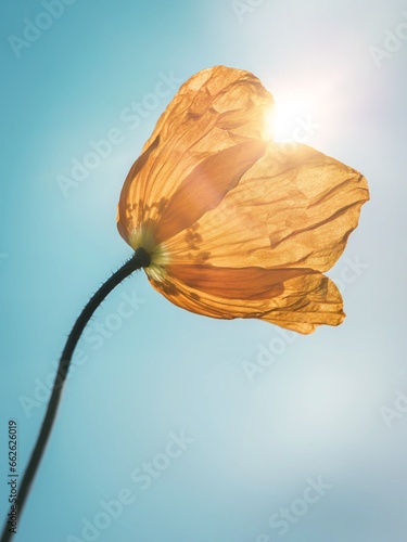 Принти на полотні Orange Welsh Poppy in the midday sun