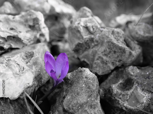 crocus en couleur