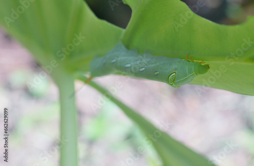 Green caterpilar bite giant Taro leaf