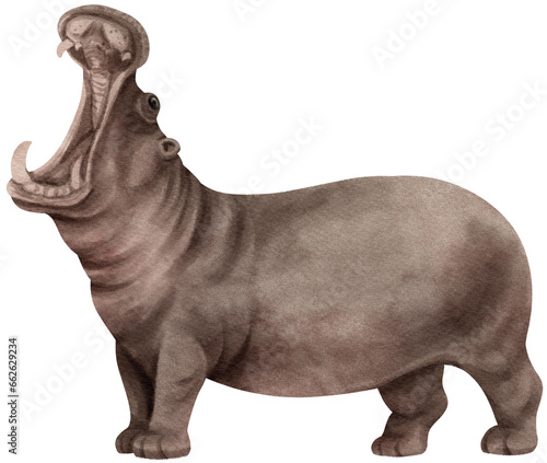 Hippopotamus wildlife animals watercolor illustration