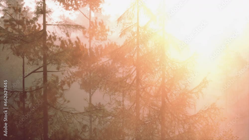 Warm sunlight streaming through evergreen branch Warm sunlight streaming through evergreen branch