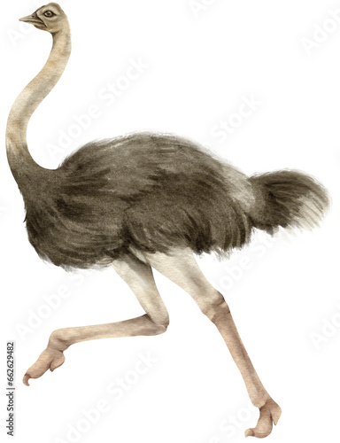 Ostrich savanna animals watercolor illustration