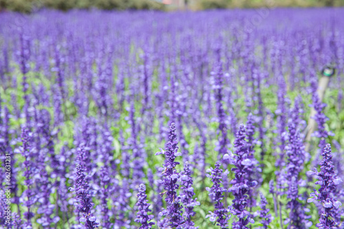 The field of Salvia Farinacea also known as Mealycup blue sage  blooming in sunny day