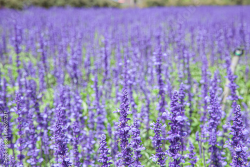 The field of Salvia Farinacea also known as Mealycup blue sage, blooming in sunny day