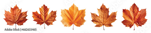 Autumn leaf vector set isolated on white