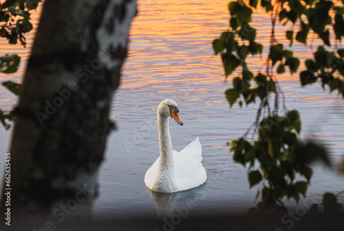 Fototapeta Naklejka Na Ścianę i Meble -  White swan on the lake at sunset. The mute swan, 