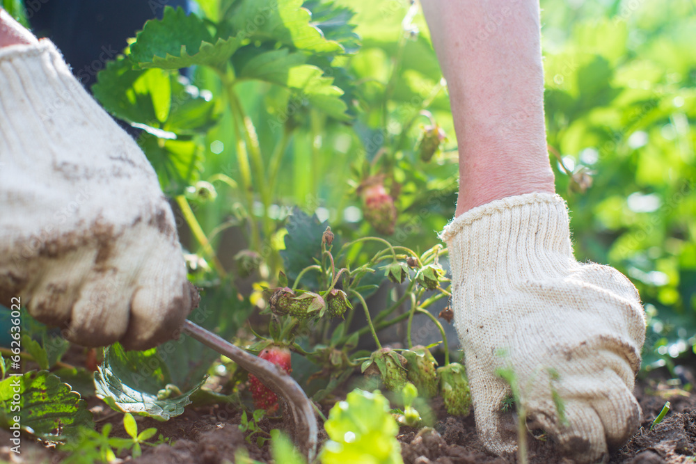 Fototapeta premium Weeding beds with agricultura plants growing in the garden. Weed control in the garden. Cultivated land close-up. Agricultural work on the plantation