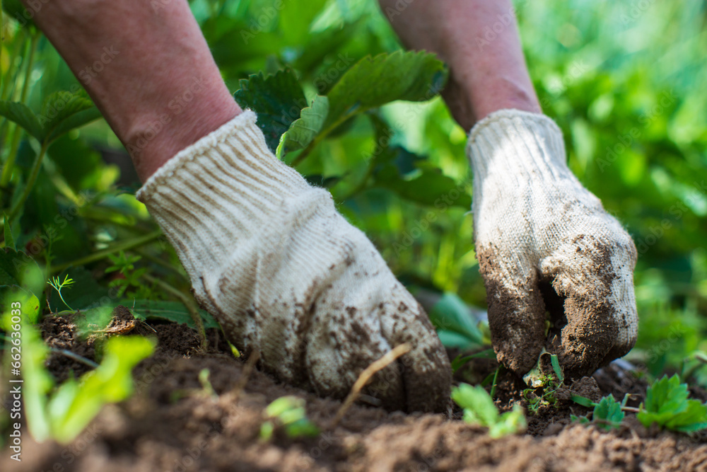 Fototapeta premium The farmer takes care of the plants in the vegetable garden on the farm. Gardening and plantation concept. Agricultural plants growing in garden beds