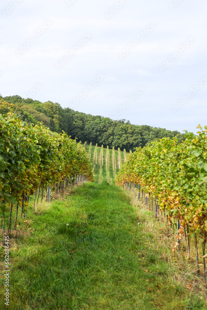 Naklejka premium Vineyard in the countryside of Czechia, south Moravia. Pálava region near the town of Mikulov. Wine making.