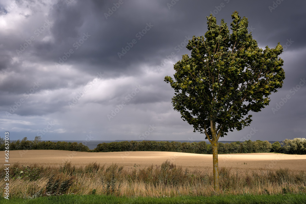 Vor dem Sturm: Gewitterwolken über einem Baum am Europäischen Fernwanderweg E9 nahe Oberhof, im Hintergrund die Ostsee Vor dem Sturm: Gewitterwolken über einem Baum am Europäischen Fernwanderweg E9 nahe Oberhof, im Hintergrund die Ostsee