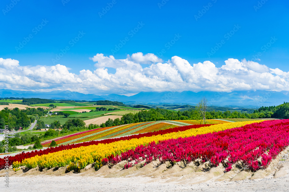 夏の北海道美瑛町　四季彩の丘