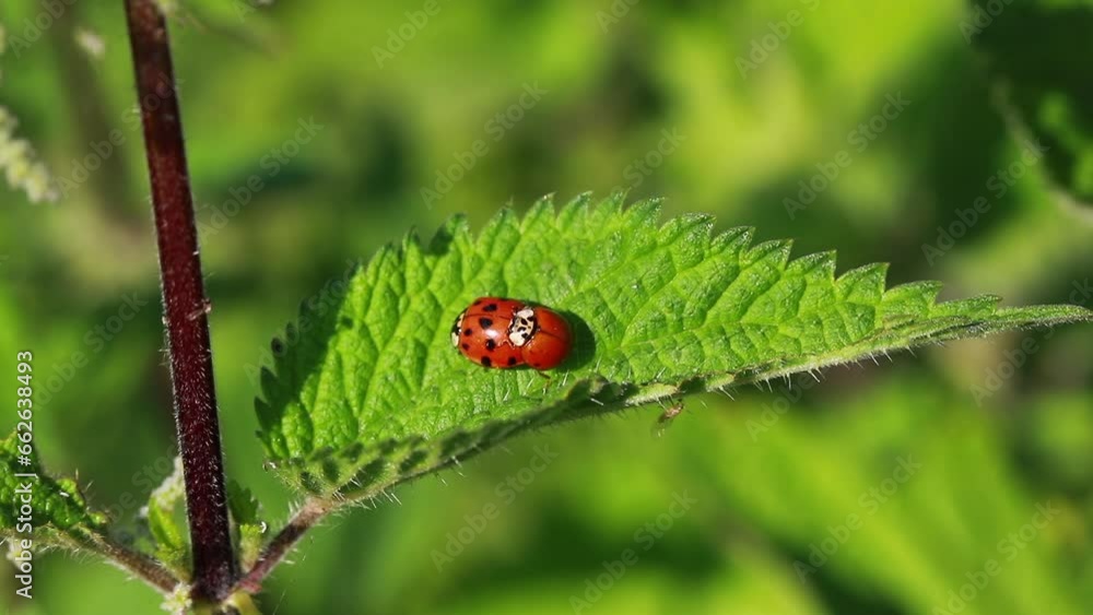 ladybug mating moment and hour ladybug mating moment and hour