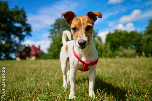 Dog walking on lawn with green grass on summer day. Active pet outdoors. Cute Jack Russell terrier portrait