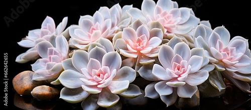 Graptopetalum paraguayense a succulent in the jade family also called mother of pearl or ghost plant With copyspace for text
