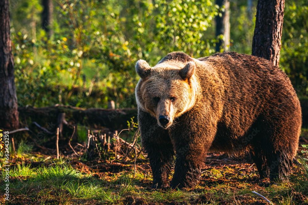 Fototapeta premium brown bear in the forest