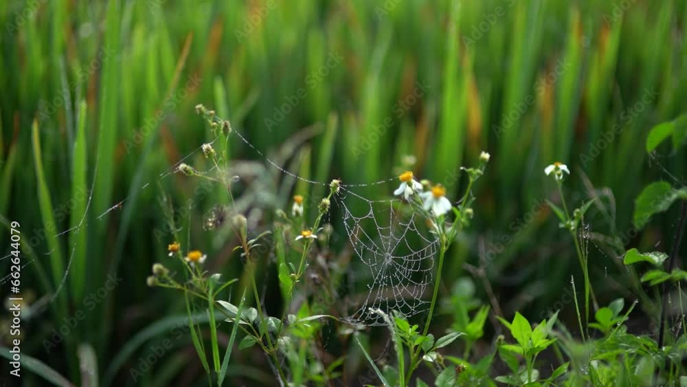 A torus flower with a spider web A torus flower with a spider web