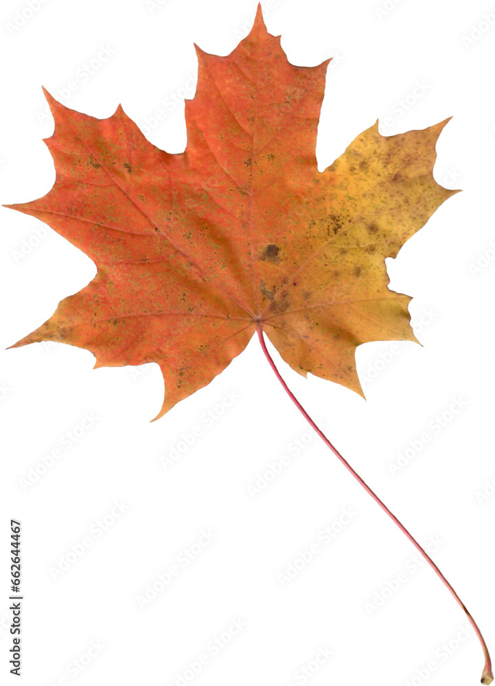 Fototapeta premium Realistic maple leaf.
