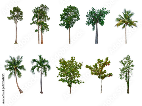 Collection of trees, trees isolated on white background with clipping path