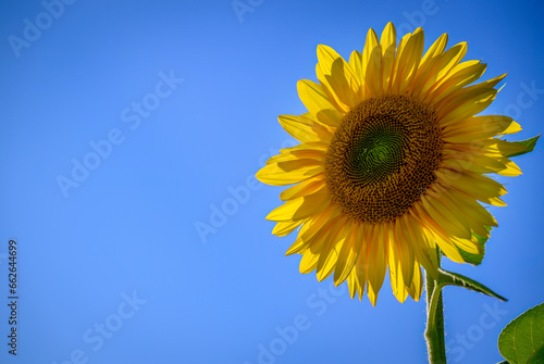 Beautiful sunflowers against a blue sky.