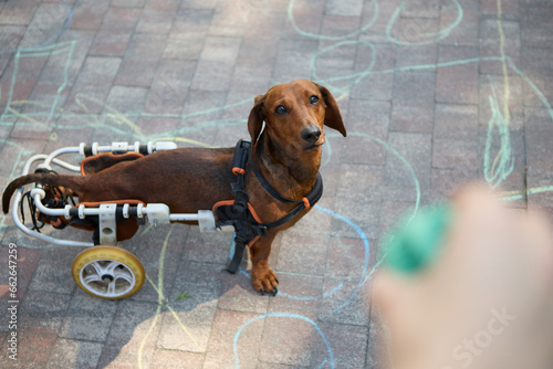 Owner playing with injured dog in a wheelchair photo