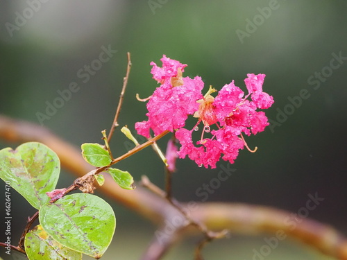サルスベリの花