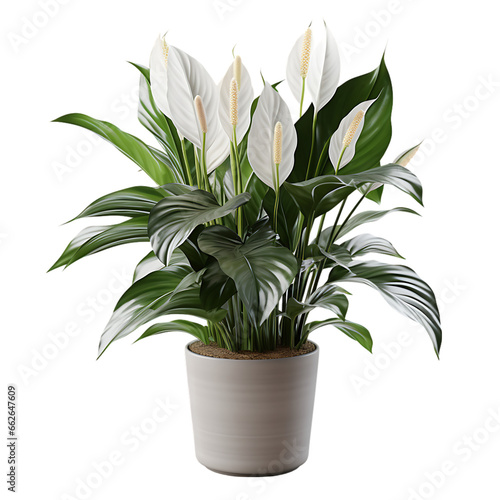 Peace Lily in Gray Pot Isolated on Transparent or White Background, PNG