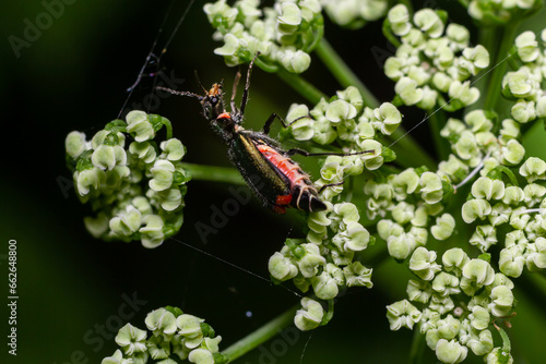 A macro shot of a malachite beetle Malachius bipustulatus seen on a grass flower head in May photo