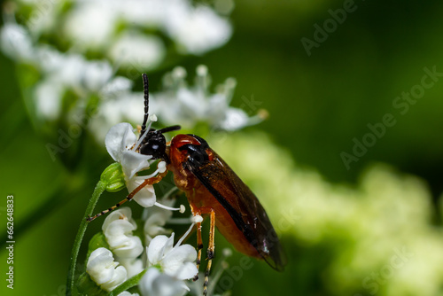 Rose Sawfly Arge ochropus. Taken Cotswold Hills photo