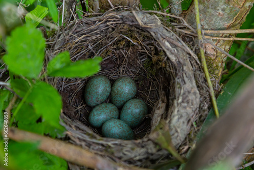 Nest of a thrush with blue eggs on a branch of a bush in spring
