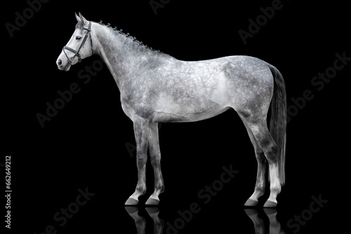 Horse in bridle close up exterior