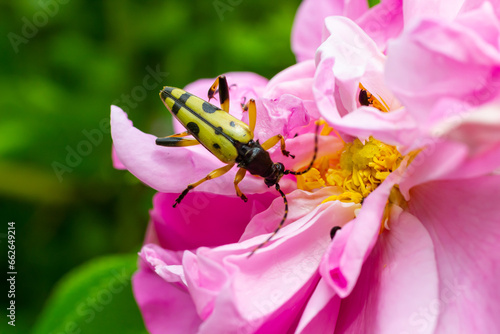 Closeup on a Spotted longhorn beetle, Leptura maculata on the pink flower, Daucus carota photo