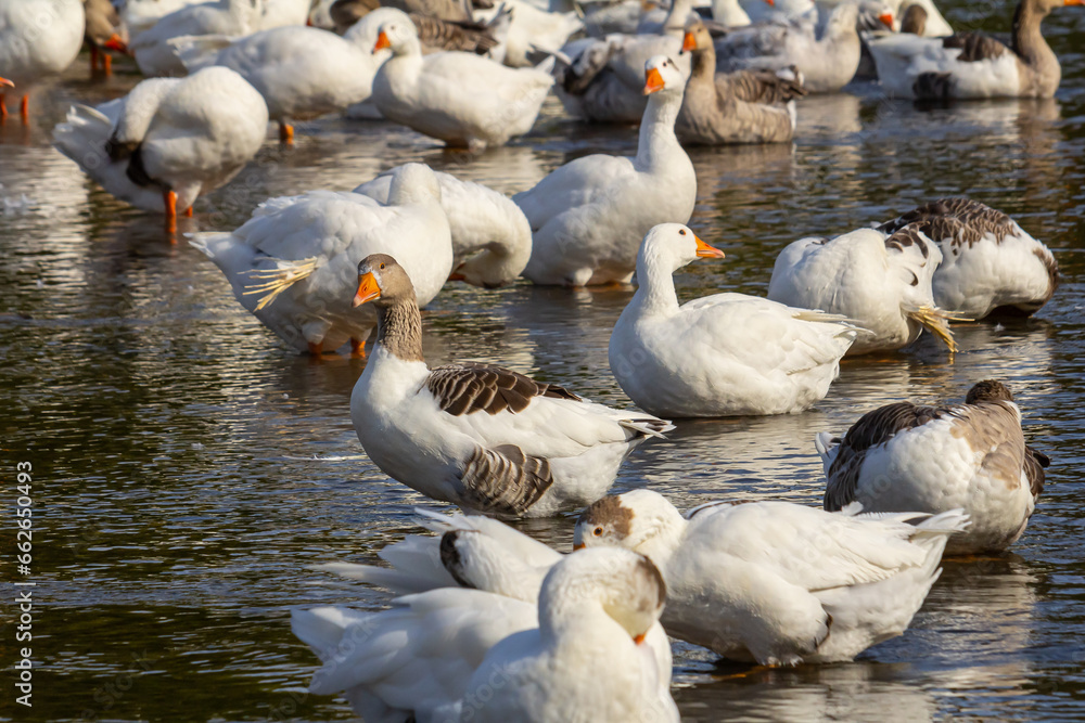 Obraz premium A domestic goose is a goose that humans have domesticated and kept for their meat, eggs, or down feathers. Domestic geese have been derived through selective breeding from the wild greylag goose