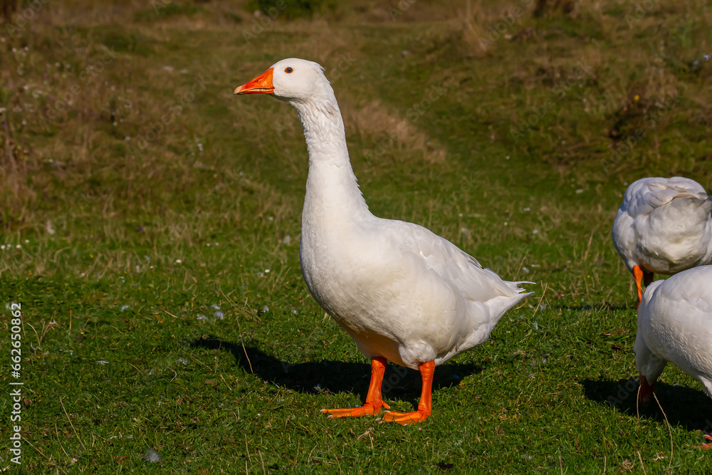 A domestic goose is a goose that humans have domesticated and kept for their meat, eggs, or down feathers. Domestic geese have been derived through selective breeding from the wild greylag goose A domestic goose is a goose that humans have domesticated and kept for their meat, eggs, or down feathers. Domestic geese have been derived through selective breeding from the wild greylag goose