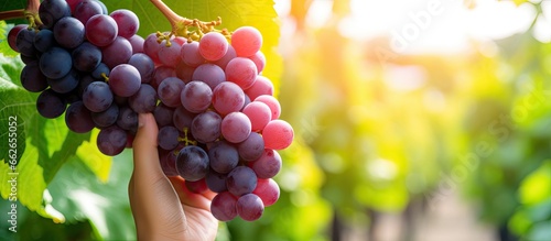 Asian women harvesting red seedless grapes in the vineyard known for their sweet taste and natural goodness emphasizing the close up of ripe grape clusters With copyspace for text