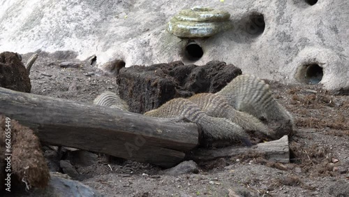 Group of banded mongoose mungos mungo crawling around and digging in dirt outside their shelters - Handheld