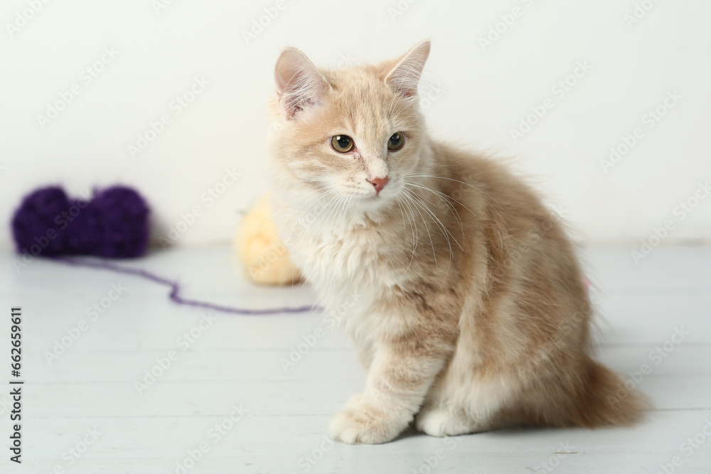 red Kuril bobtail kitten closeup photo with wool ball on white wall background