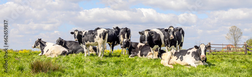Obraz na płótnie Group cows standing and lying in the tall grass of a green field, the herd side by side cozy together w salonie