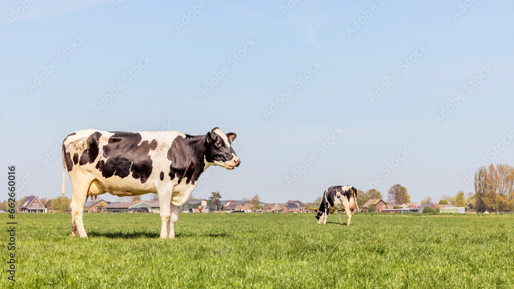 Cow milk cattle black and white, standing side view, Holstein cattle, a blue sky and horizon over land in the Netherlands