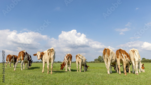 Young cows grazing on row  walking away  rear end view  together and happy  looking backwards  blue sky
