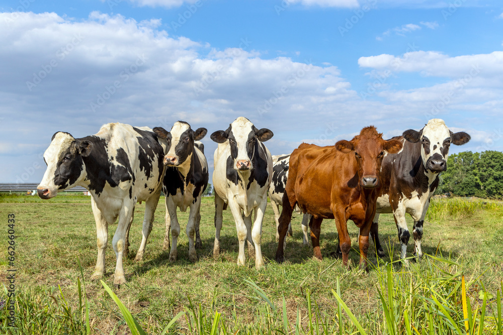 Group cows standing in a row side by side; full length in a pasture; a panoramic wide view; green field and clouds in the sky