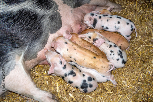 Suckling piglets drinking from mother pig's teat side by side in a barn on straw