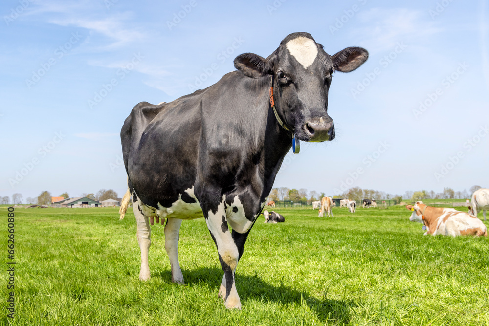 Mature cow, black and white standing, looking happy at the camera, in a green field, blue sky