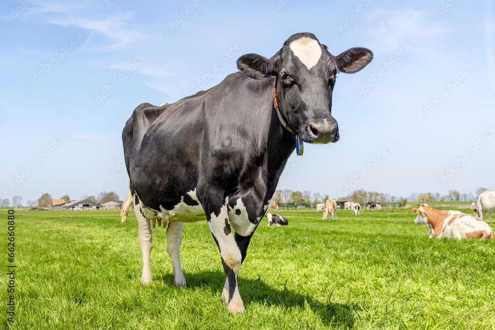 Mature cow, black and white standing, looking happy at the camera, in a green field, blue sky Mature cow, black and white standing, looking happy at the camera, in a green field, blue sky