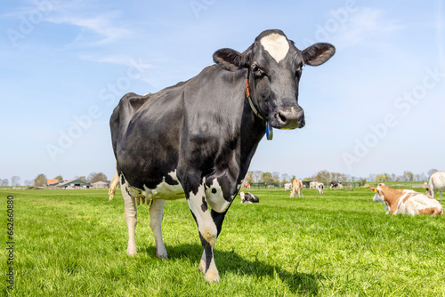 Mature cow  black and white standing  looking happy at the camera  in a green field  blue sky