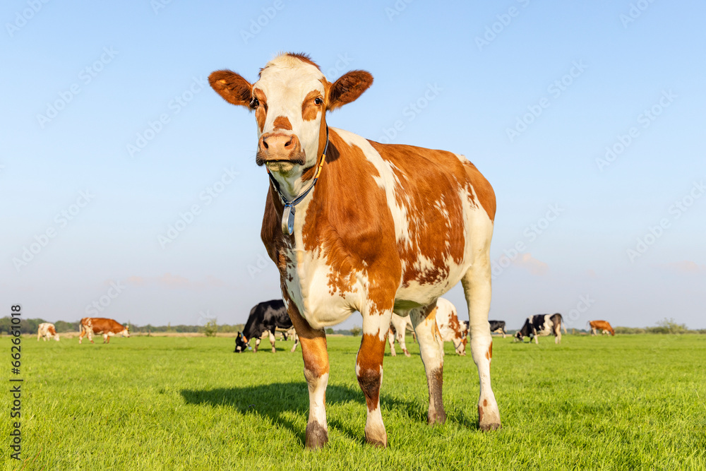 Sassy cow standing full length in front view and copy space, happy cows in background, green grass in a field and a blue sky.