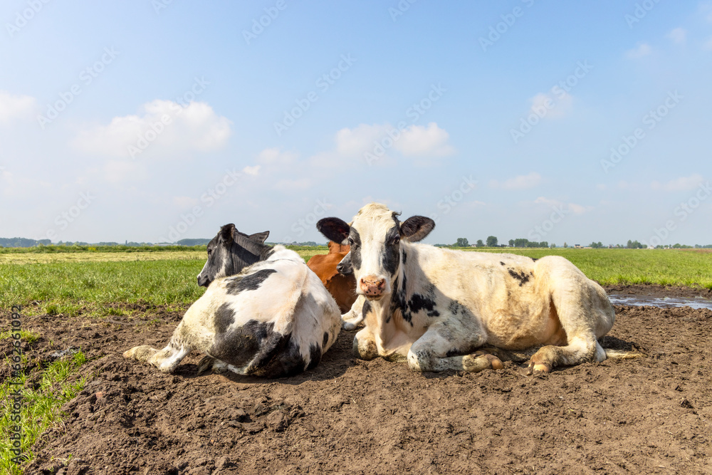Obraz premium Cows lying in mud together, cozy together as a group in the meadow, peaceful and happy