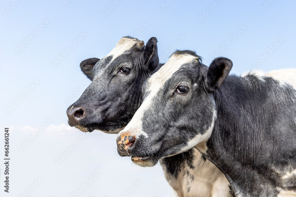Two cows heads side by side, tender portrait of two cow lovingly together, with dreamy eyes, black and white, blue sky background