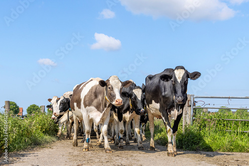 Obraz na płótnie Cows approaching, towards and oncoming in a group, a herd walking on a path to the milking robot in a pasture under a blue sky w salonie