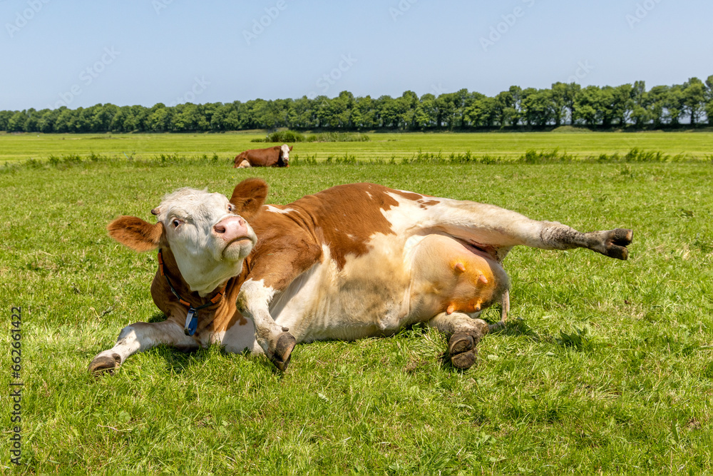 Silly cow getting up, udder showing, turning eyeball, stretched out in the pasture, relaxed and lazy lying, in Holland, copy space