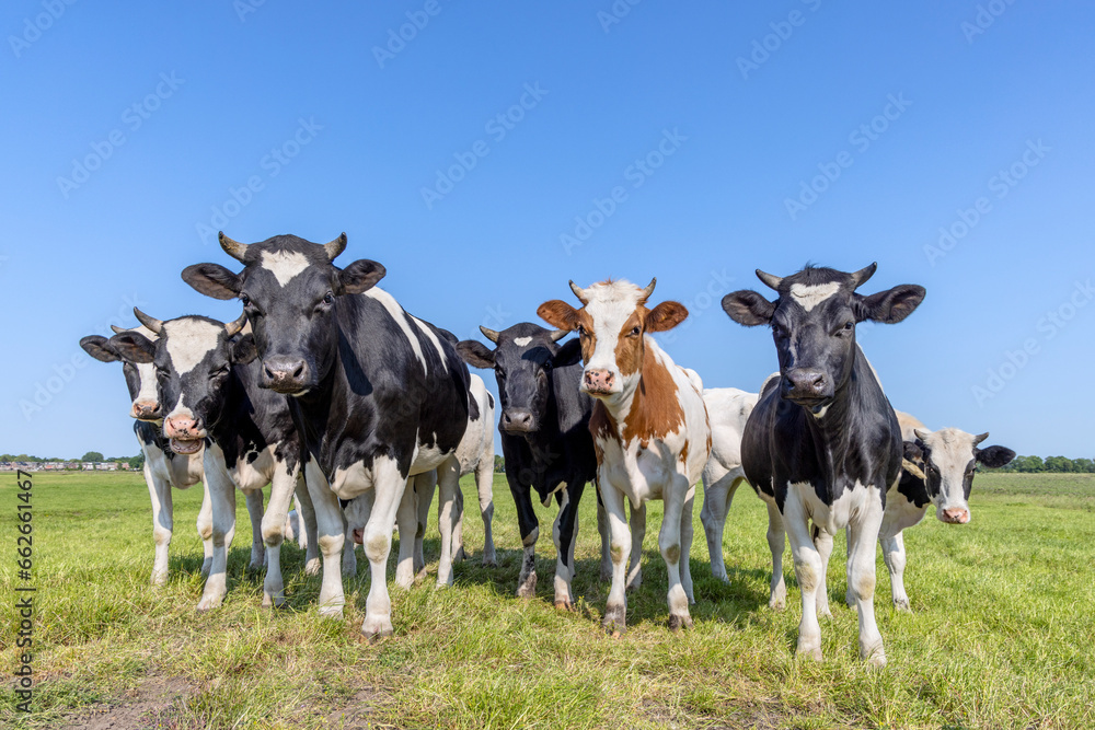 Group cows together gathering in a field, happy and joyful and a blue  sky